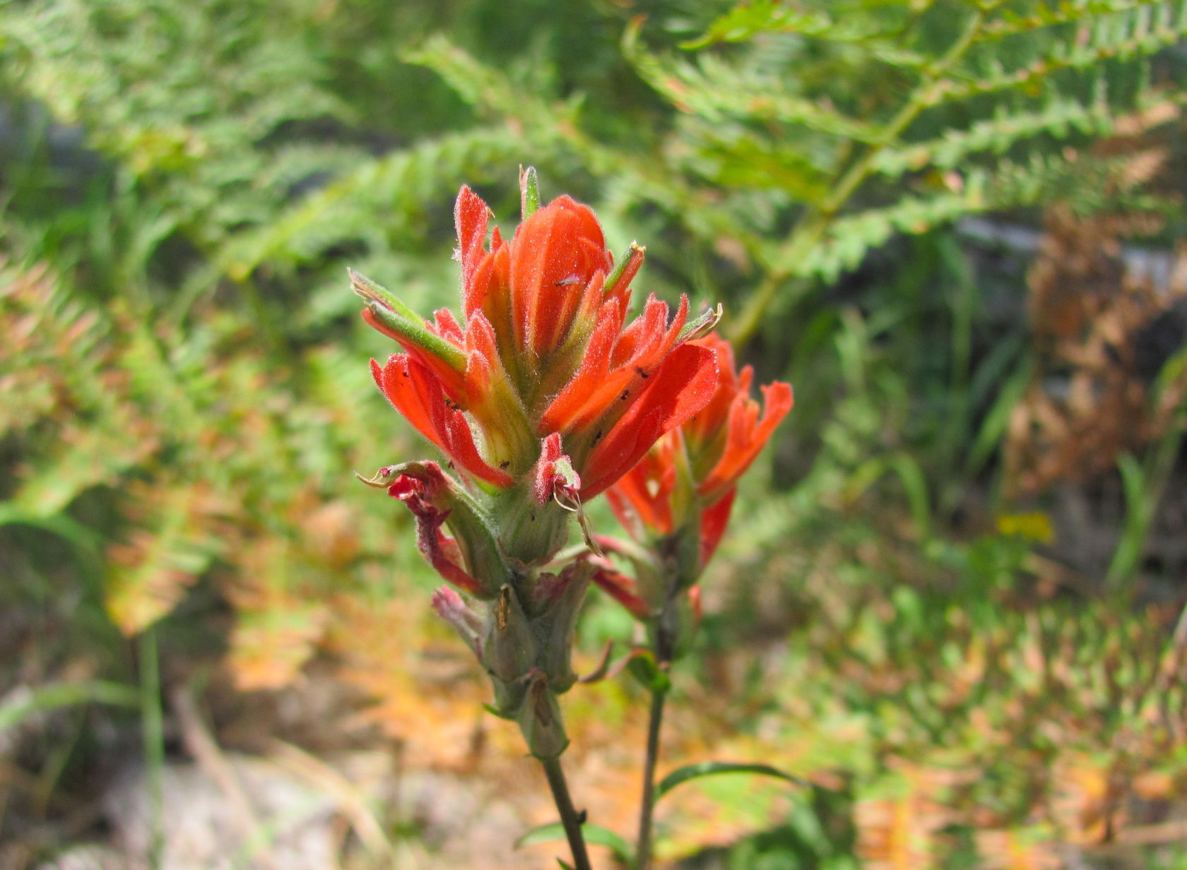Paintbrush wildflower